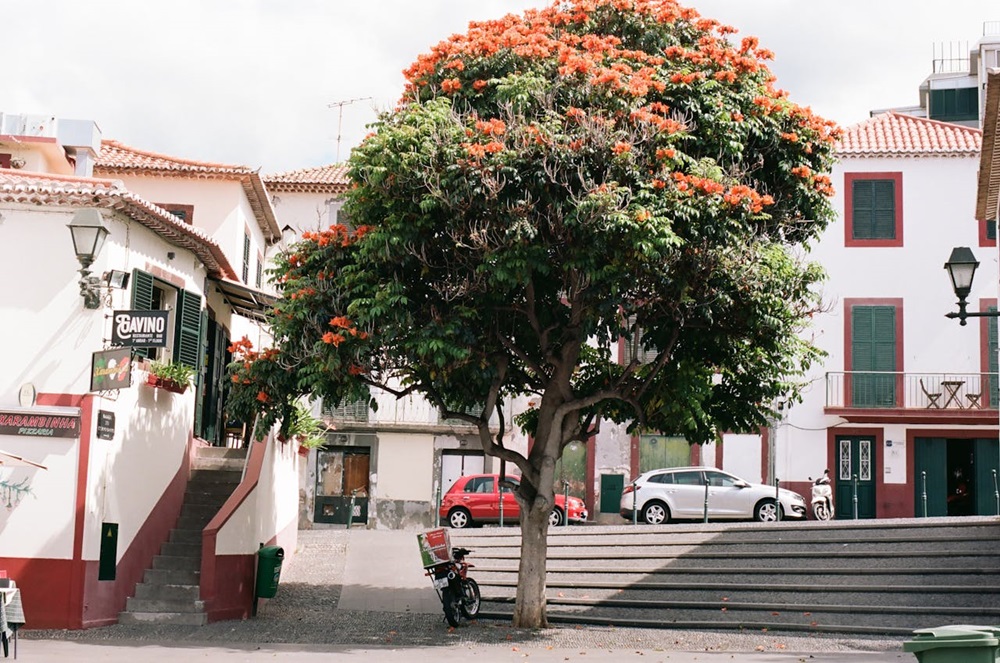 Portugalia - Madera